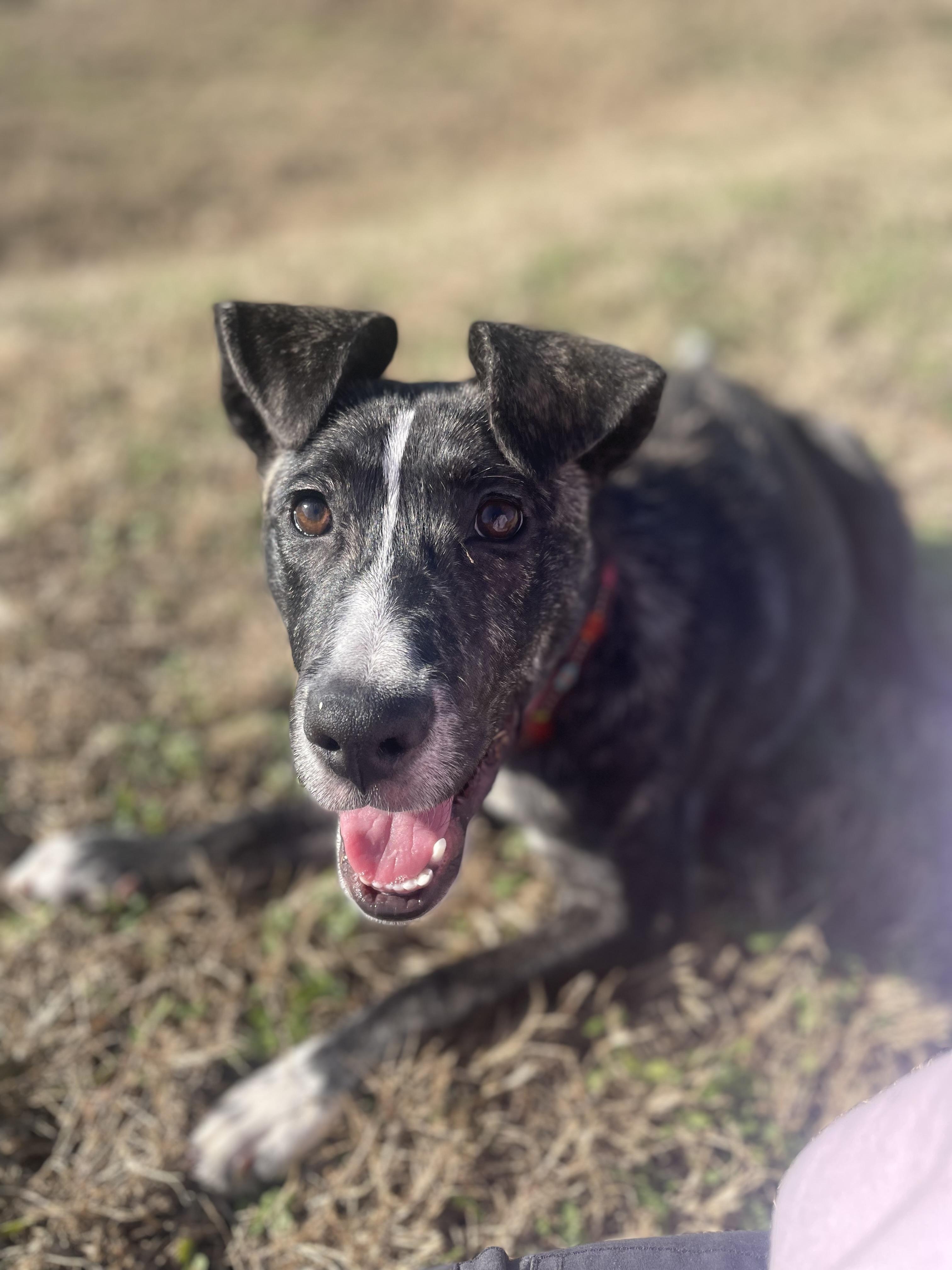 Frieda, a Adopted Mixed Breed in Goodlettsville, TN image 2/6