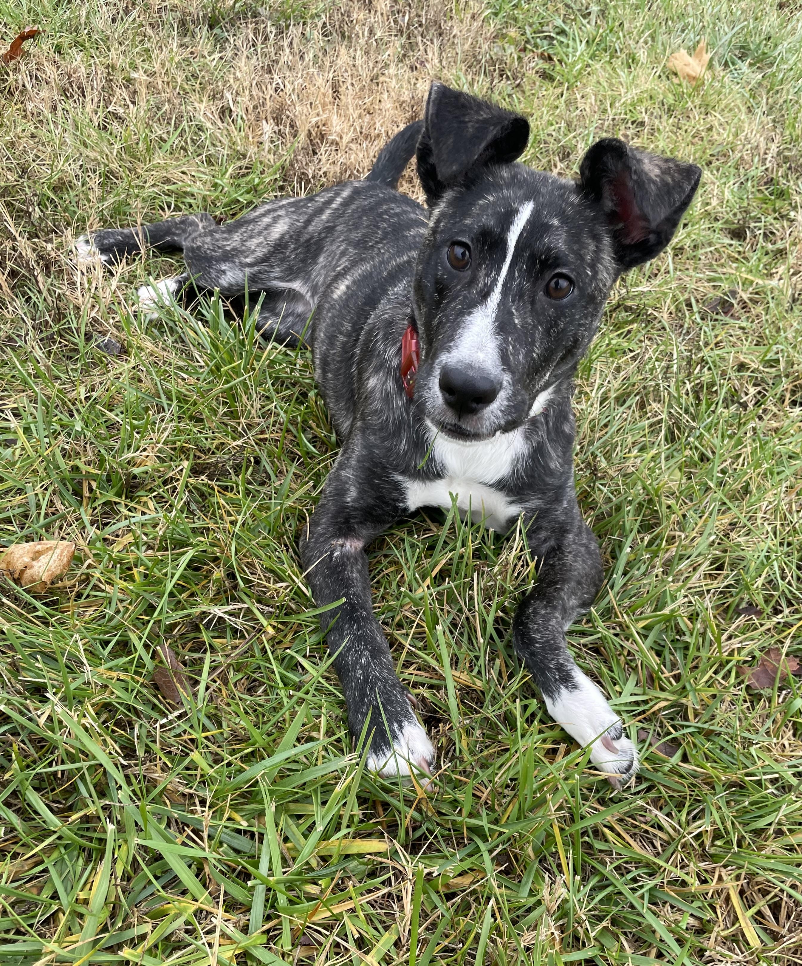 Frieda, a Adopted Mixed Breed in Goodlettsville, TN image 3/6