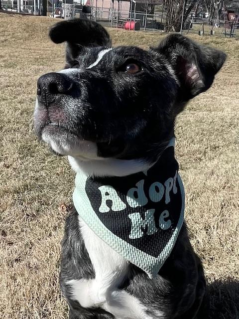 Frieda, a Adopted Mixed Breed in Goodlettsville, TN image 6/6