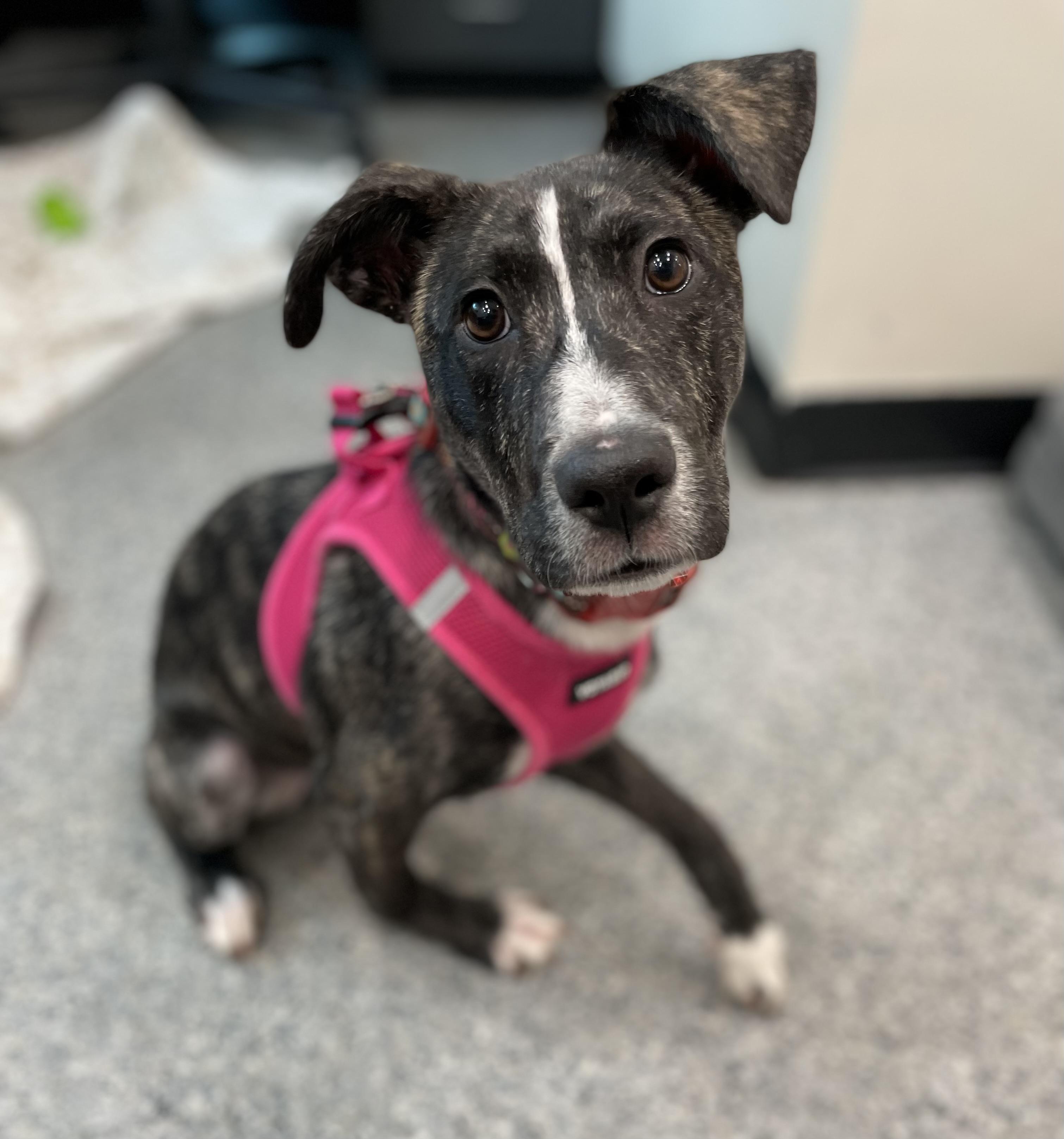 Frieda, a Adopted Mixed Breed in Goodlettsville, TN image 5/6