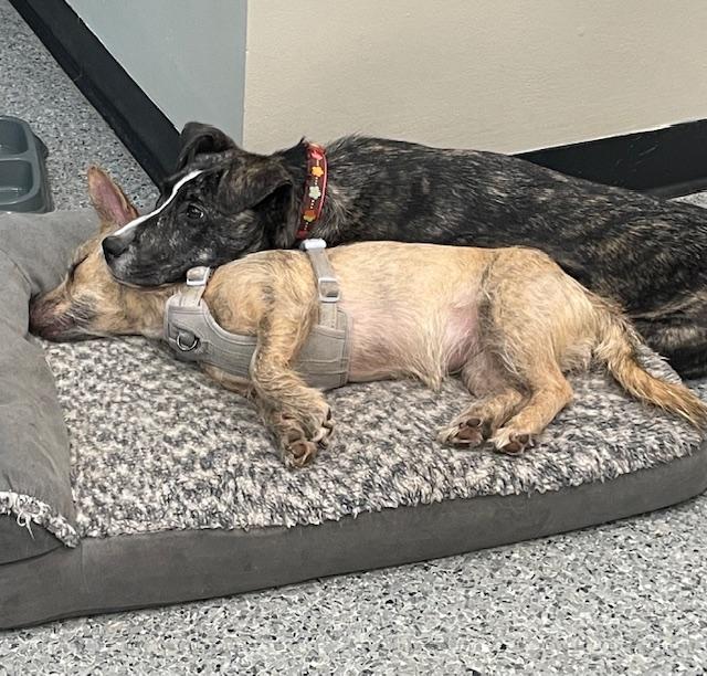 Frieda, a Adopted Mixed Breed in Goodlettsville, TN image 4/6