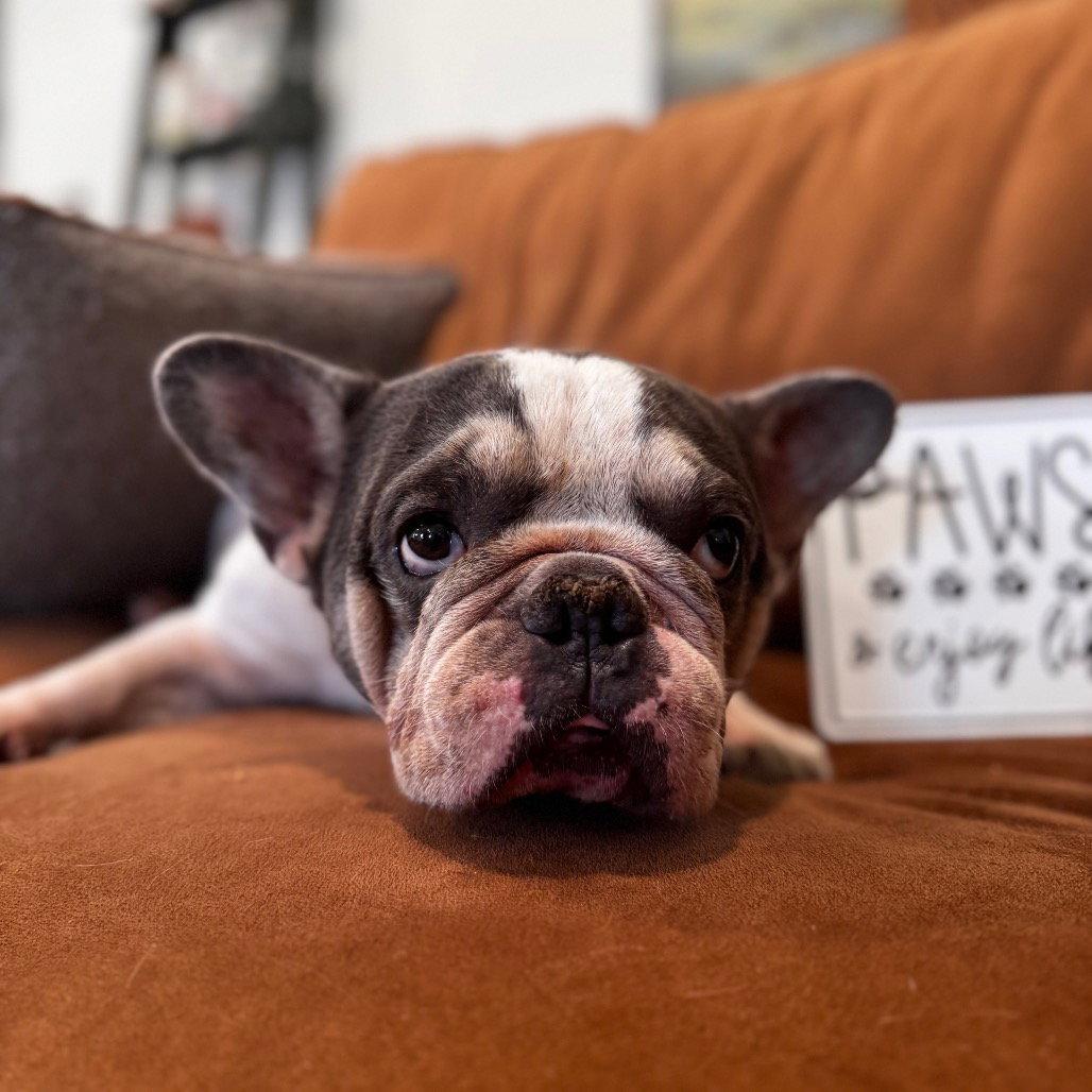 Sage, a Adoptable French Bulldog in Fort Pierce, FL image 1/2