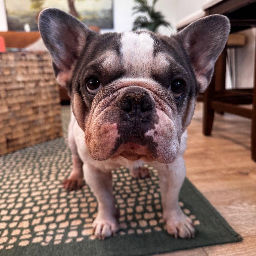 Sage, a Adoptable French Bulldog in Fort Pierce, FL image 2/2