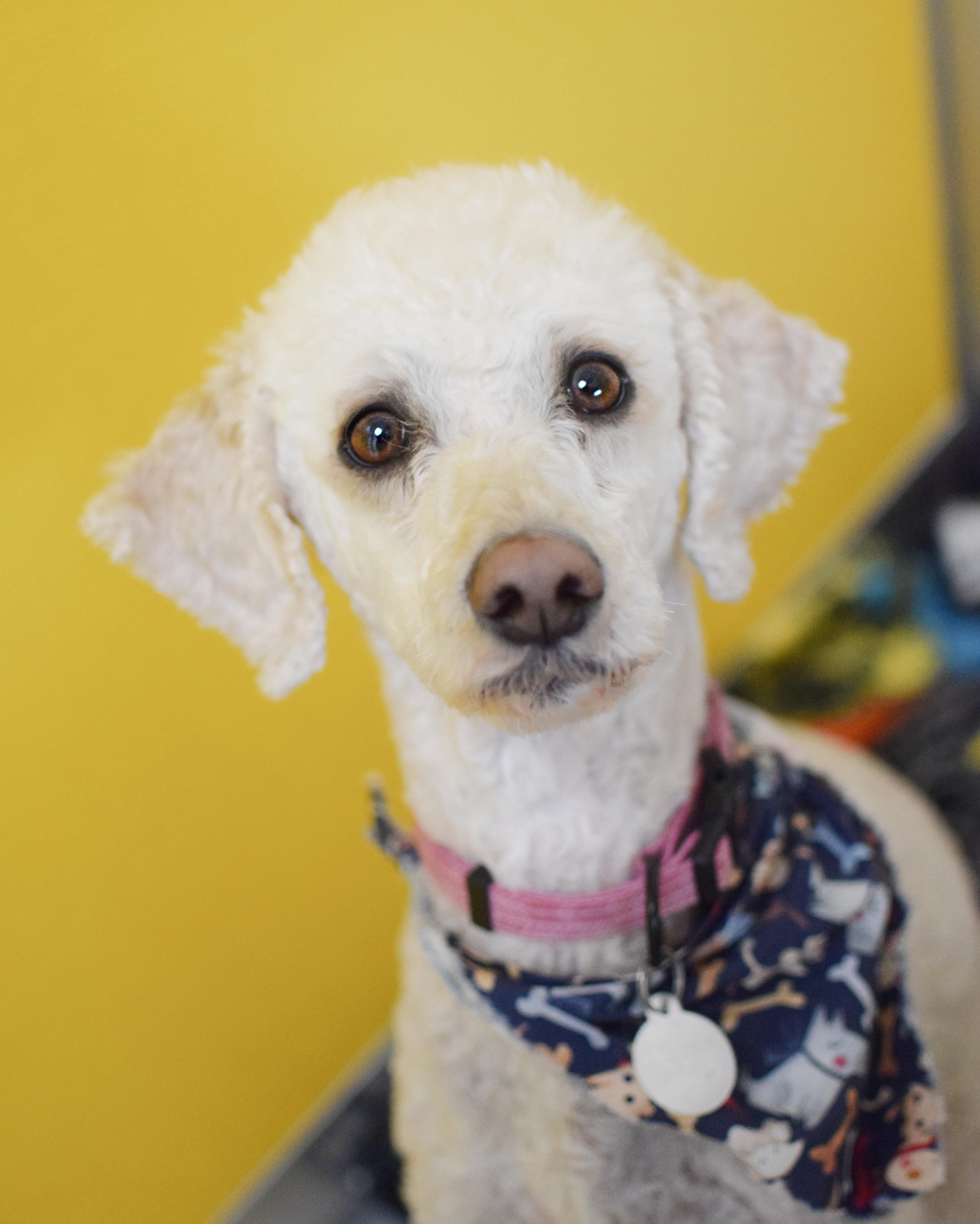 Tikki, adopted, Adult Female Poodle.