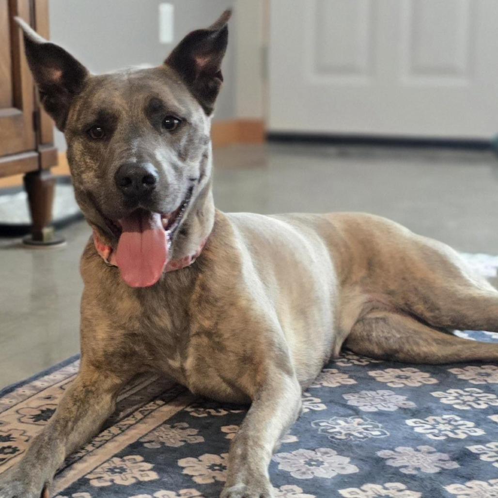 Layla, Adoptable, Adult Female Pit Bull Terrier & Shepherd.