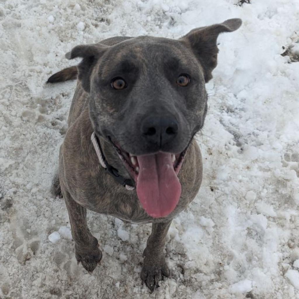Enlarge Layla, a Adoptable mixed breed in Benton City, WA image 2/6