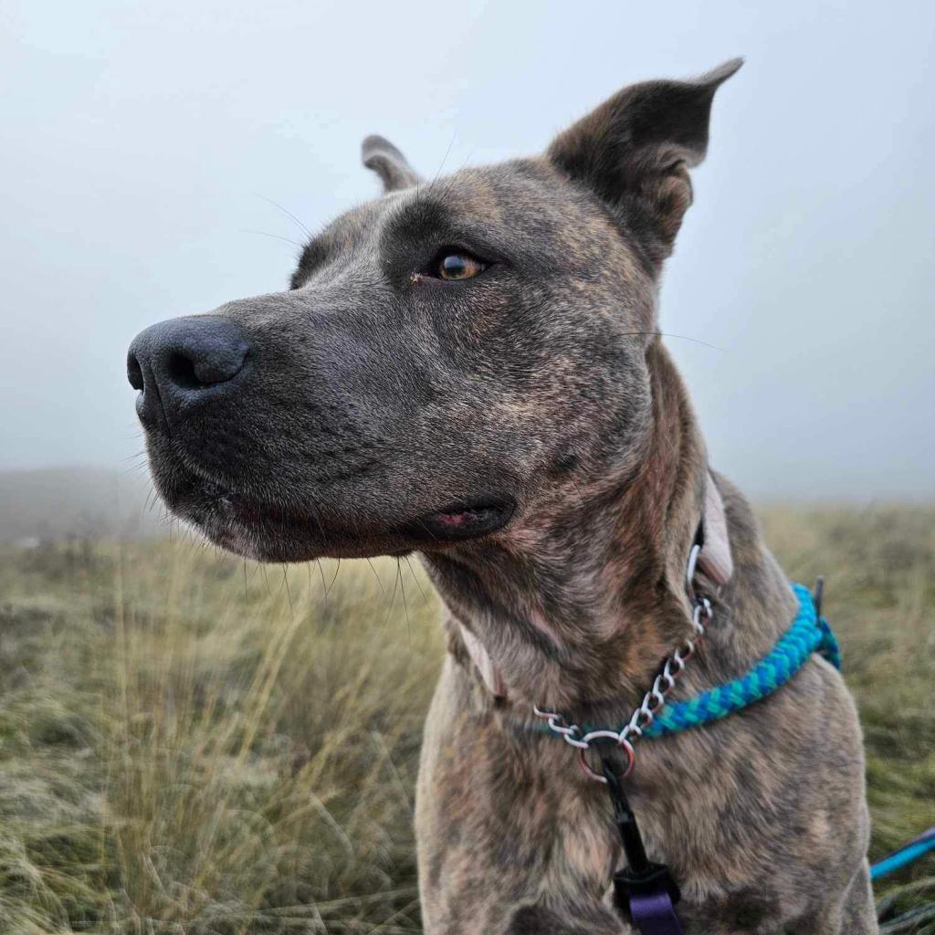 Enlarge Layla, a Adoptable mixed breed in Benton City, WA image 3/6