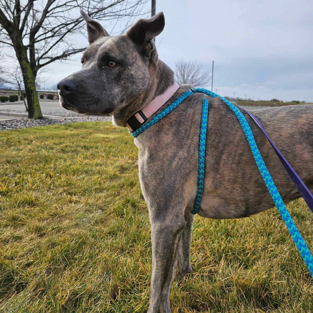 Enlarge Layla, a Adoptable mixed breed in Benton City, WA image 4/6