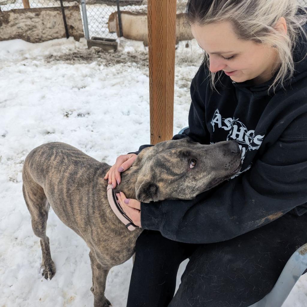 Enlarge Layla, a Adoptable mixed breed in Benton City, WA image 5/6
