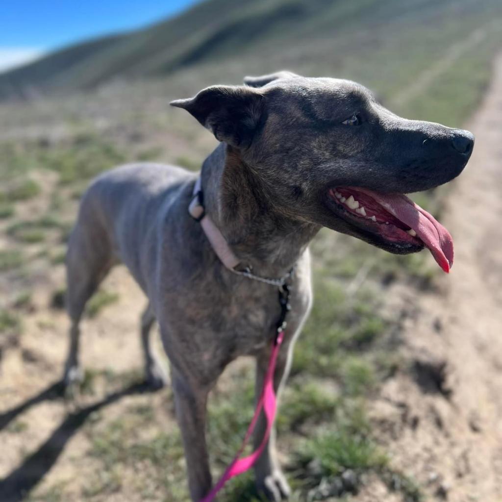 Enlarge Layla, a Adoptable mixed breed in Benton City, WA image 6/6