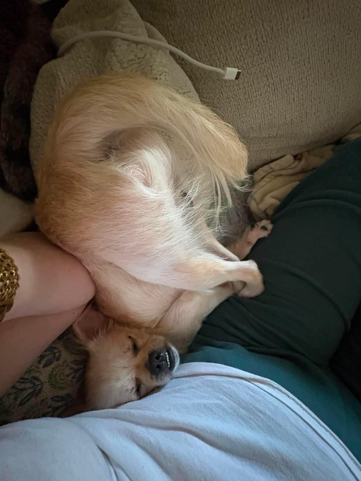 Enlarge Sunny, a Adopted Chihuahua in Knoxville, TN image 1/4