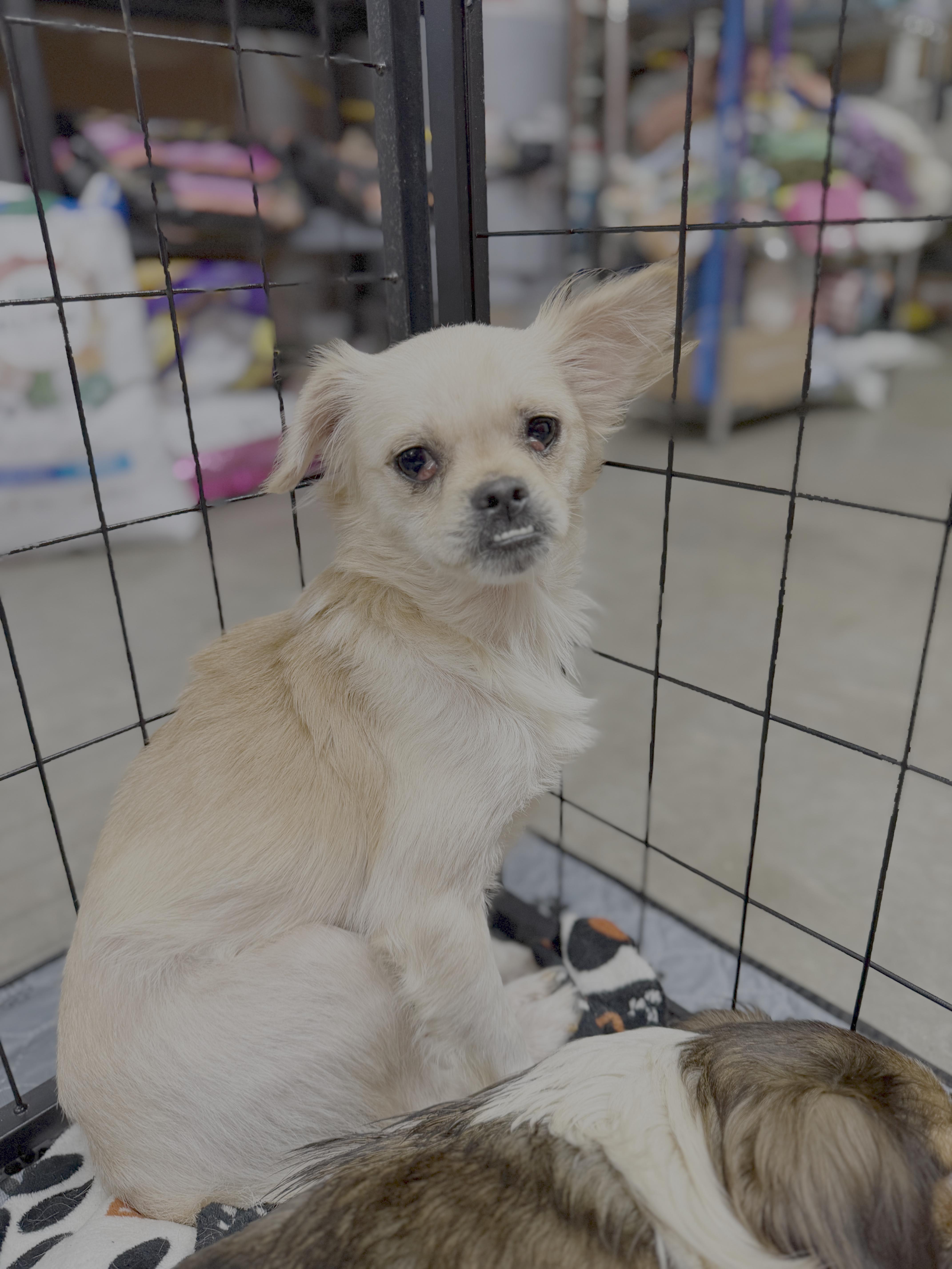 Sunny, Adoptable, Adult Male Chihuahua.