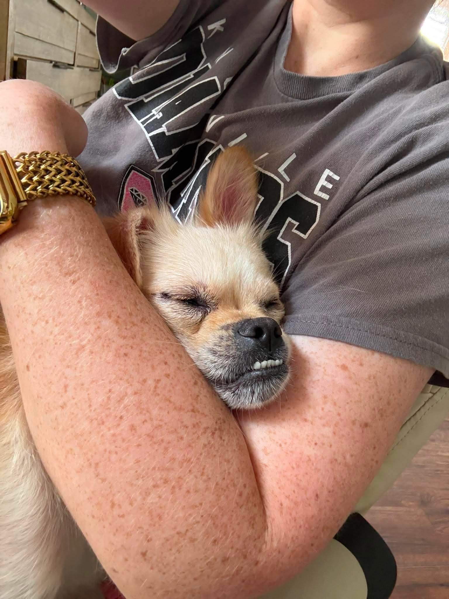 Enlarge Sunny, a Adopted Chihuahua in Knoxville, TN image 4/4