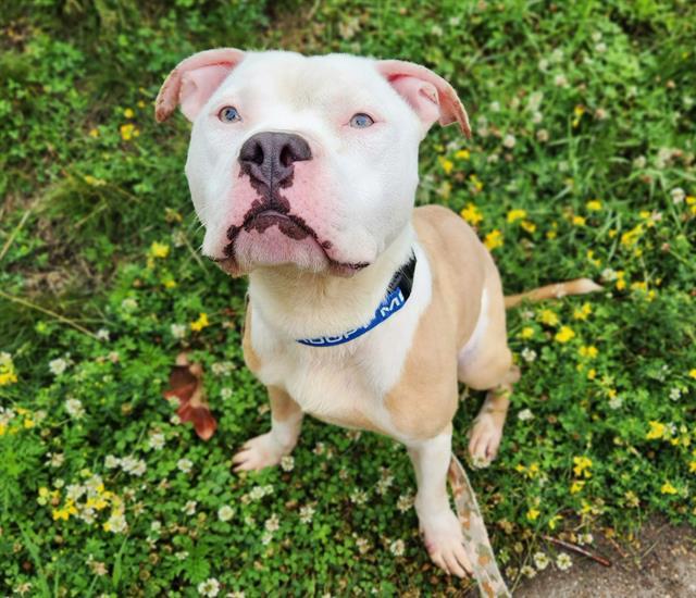 DOUGHNUT, Adoptable, Young Male Pit Bull Terrier.