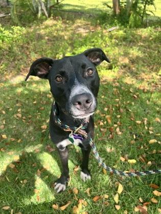 William, Adoptable, Adult Male Whippet & Terrier.