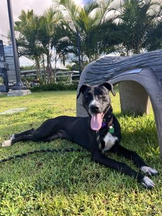 William, a Adoptable mixed breed in Honolulu, HI image 2/3