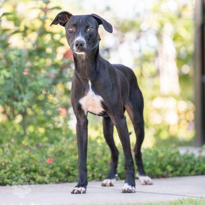 William, a Adoptable mixed breed in Honolulu, HI image 3/3