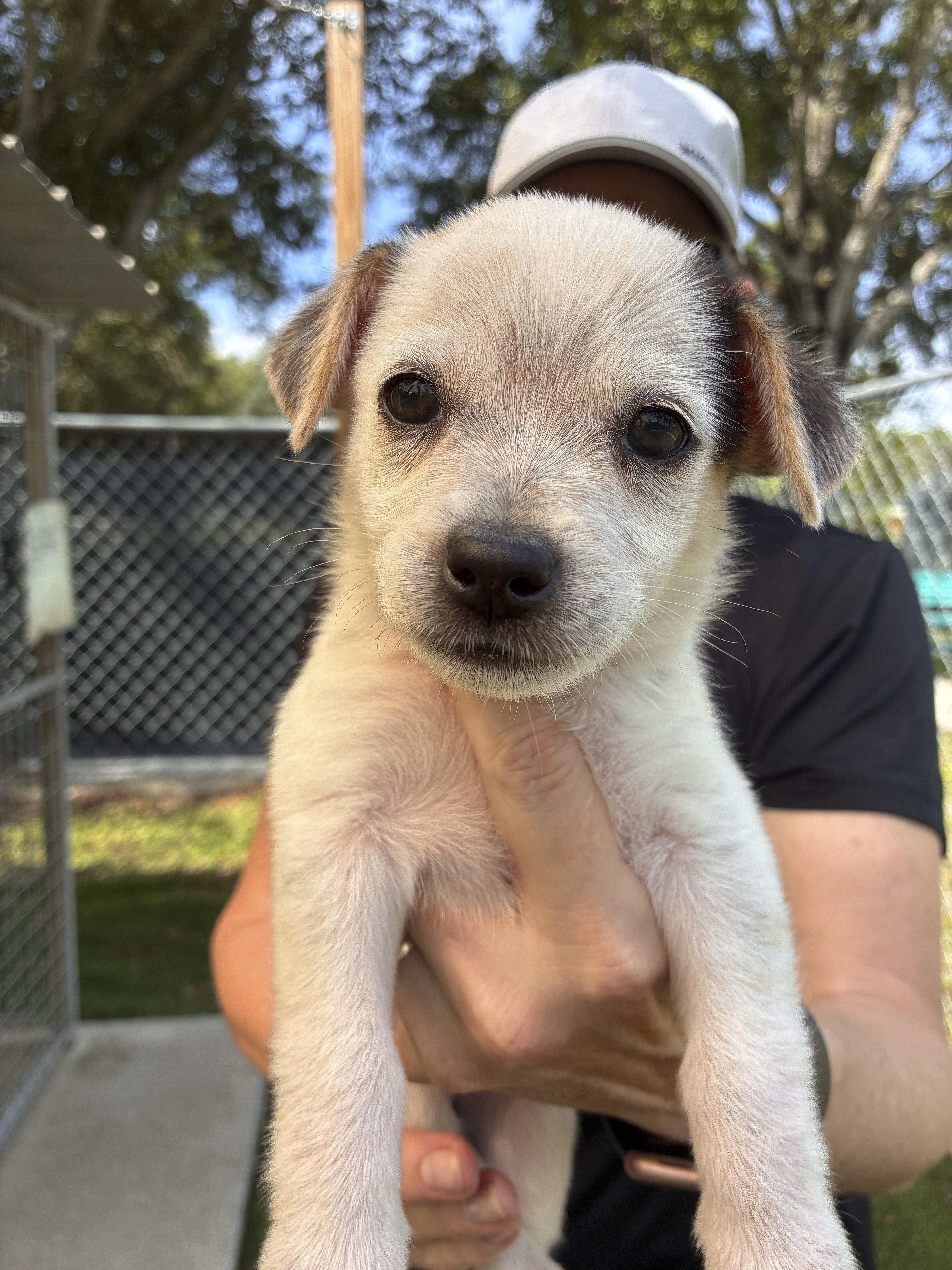 Juni, Adopted, Puppy Female Mixed Breed.
