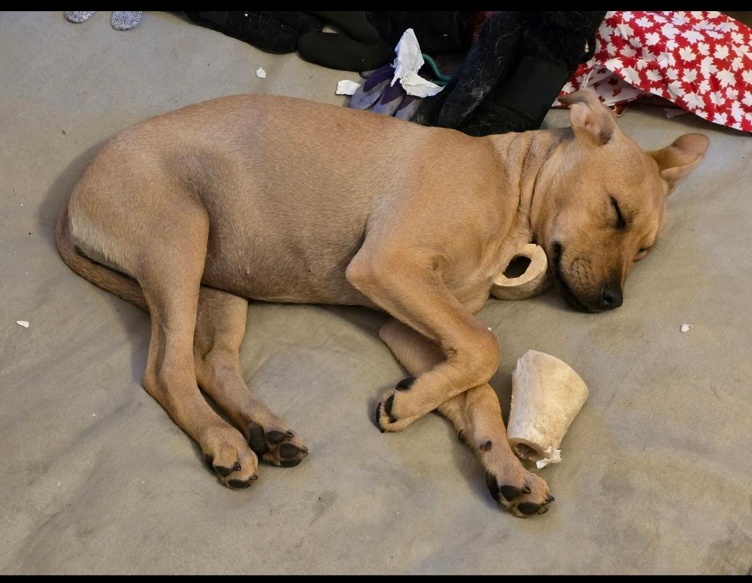 Date, an adopted Mixed Breed in Whitby, ON image 6/6