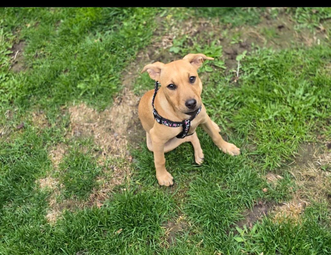 Date, an adopted Mixed Breed in Whitby, ON image 3/6