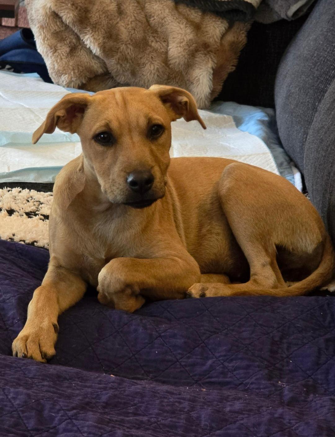 Date, adopted, Puppy Female Mixed Breed.