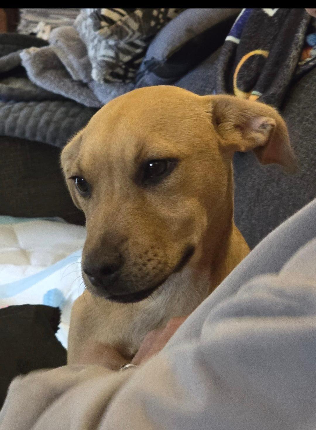 Date, an adopted Mixed Breed in Whitby, ON image 4/6