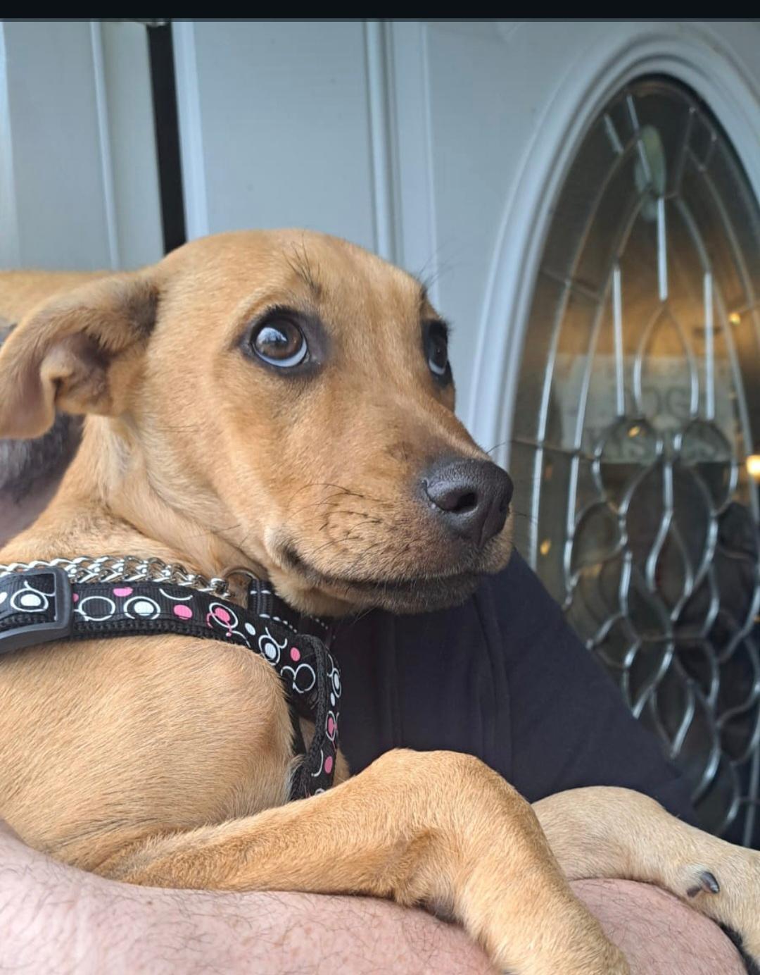 Date, an adopted Mixed Breed in Whitby, ON image 2/6