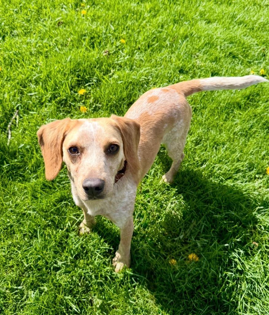 Sage, Adoptable, Young Female Beagle.