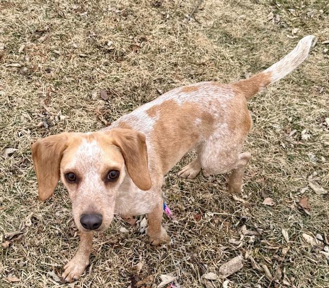 Sage, a Adoptable Beagle in Shorewood, IL image 2/6