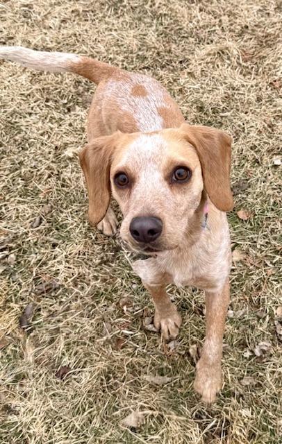 Sage, a Adoptable Beagle in Shorewood, IL image 3/6
