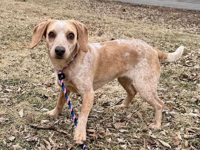 Sage, a Adoptable Beagle in Shorewood, IL image 4/6