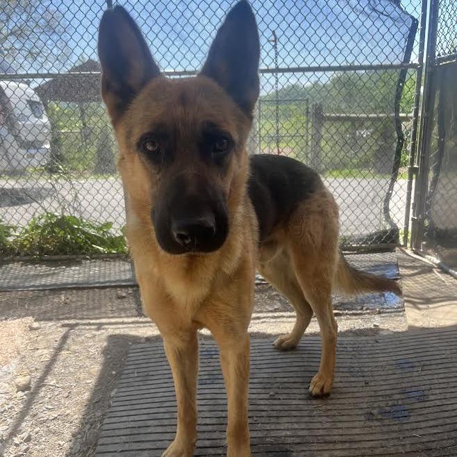 Marlin (26-203), Adoptable, Adult Male German Shepherd Dog.