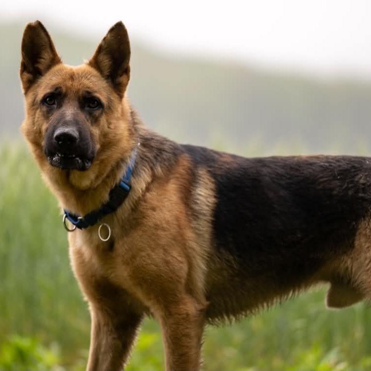 Marlin (26-203), a Adoptable German Shepherd Dog in New Ringgold, PA image 2/6