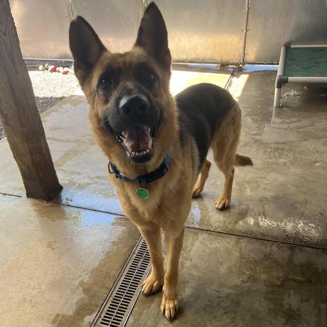 Marlin (26-203), a Adoptable German Shepherd Dog in New Ringgold, PA image 3/6