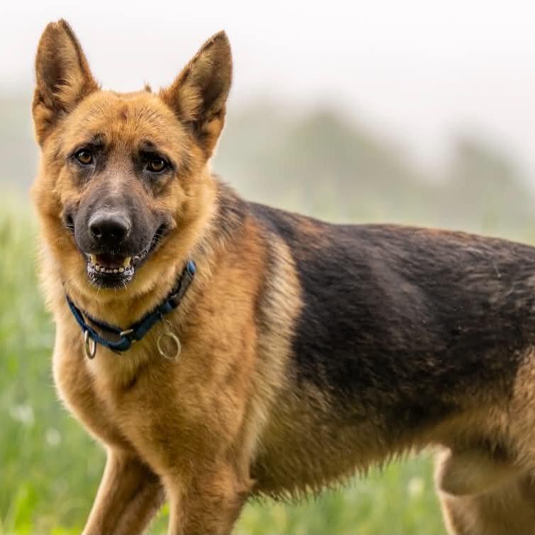 Marlin (26-203), a Adoptable German Shepherd Dog in New Ringgold, PA image 4/6