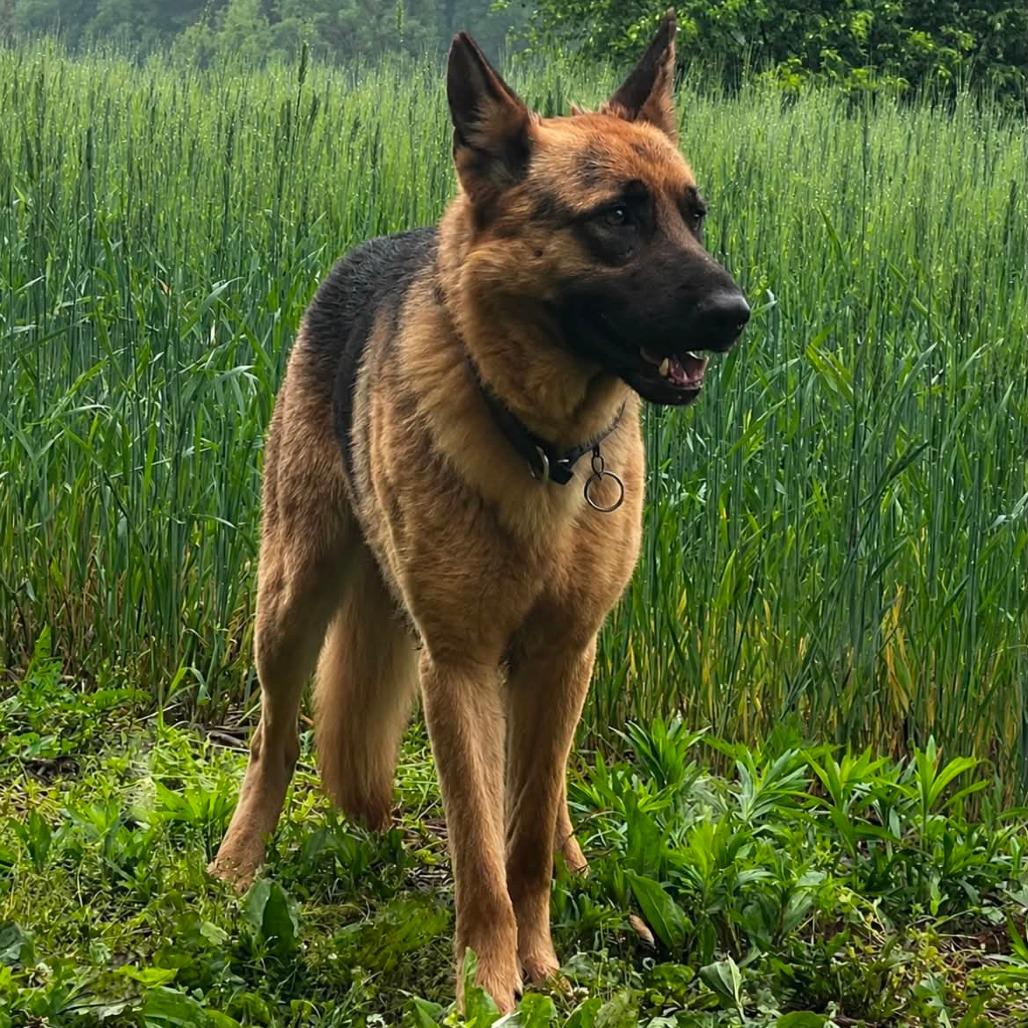 Marlin (26-203), a Adoptable German Shepherd Dog in New Ringgold, PA image 5/6