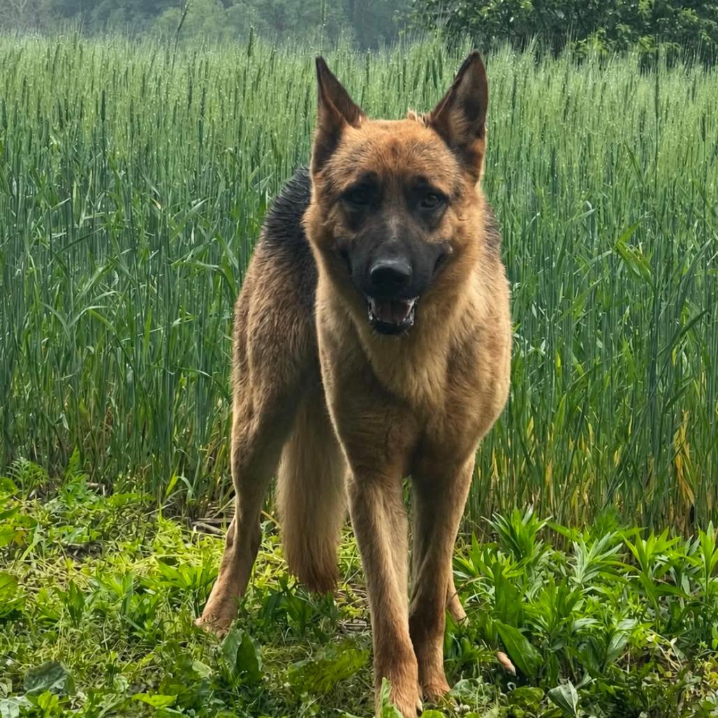 Marlin (26-203), a Adoptable German Shepherd Dog in New Ringgold, PA image 6/6