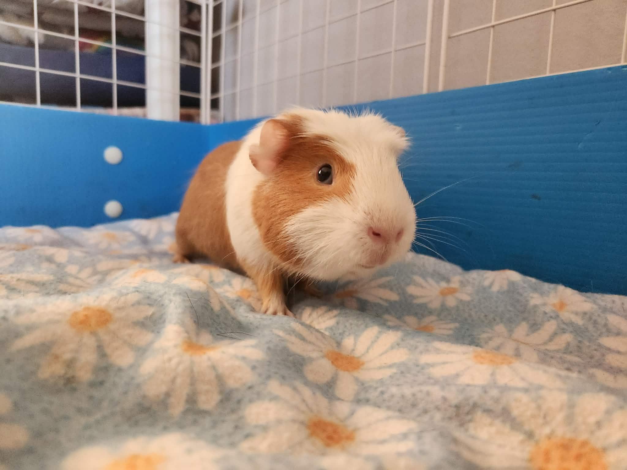 Enlarge Boyo and Nugget, a Adoptable Short-Haired in Wellington, CO image 2/3