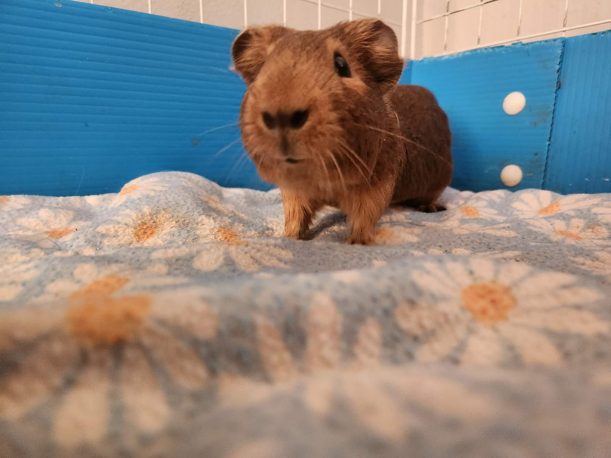 Enlarge Boyo and Nugget, a Adoptable Short-Haired in Wellington, CO image 3/3