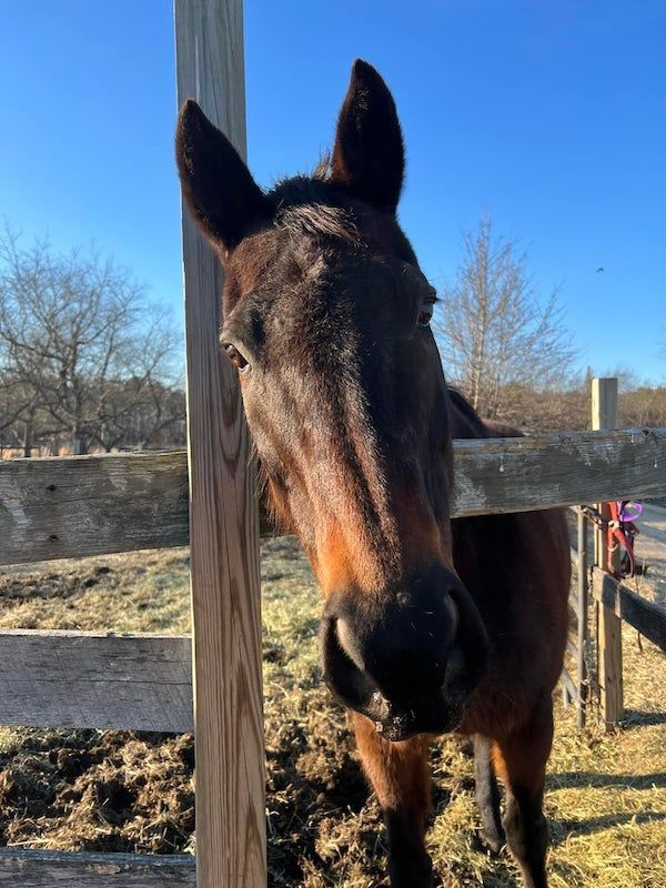 Enlarge Piper (companion/pasture pet- FREE), a Adoptable Thoroughbred in Farmingdale, NJ image 1/10