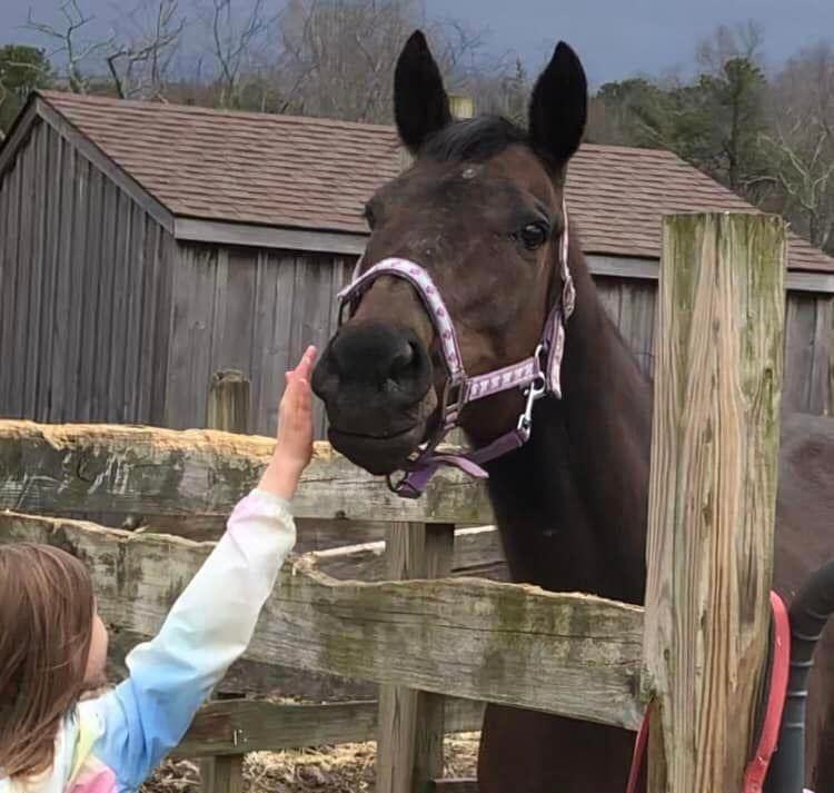 Enlarge Piper (companion/pasture pet- FREE), a Adoptable Thoroughbred in Farmingdale, NJ image 2/10