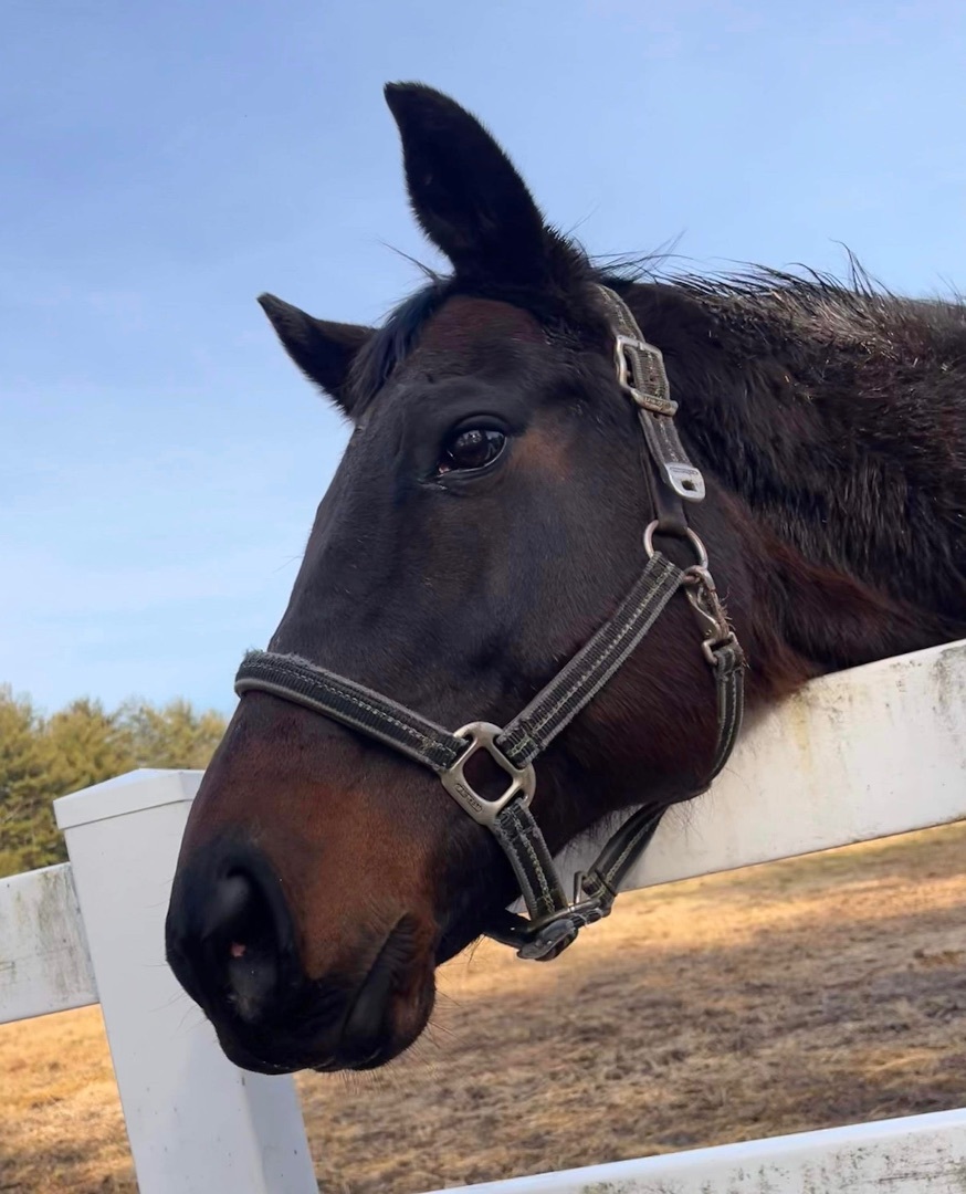 Enlarge Piper (companion/pasture pet- FREE), a Adoptable Thoroughbred in Farmingdale, NJ image 3/10
