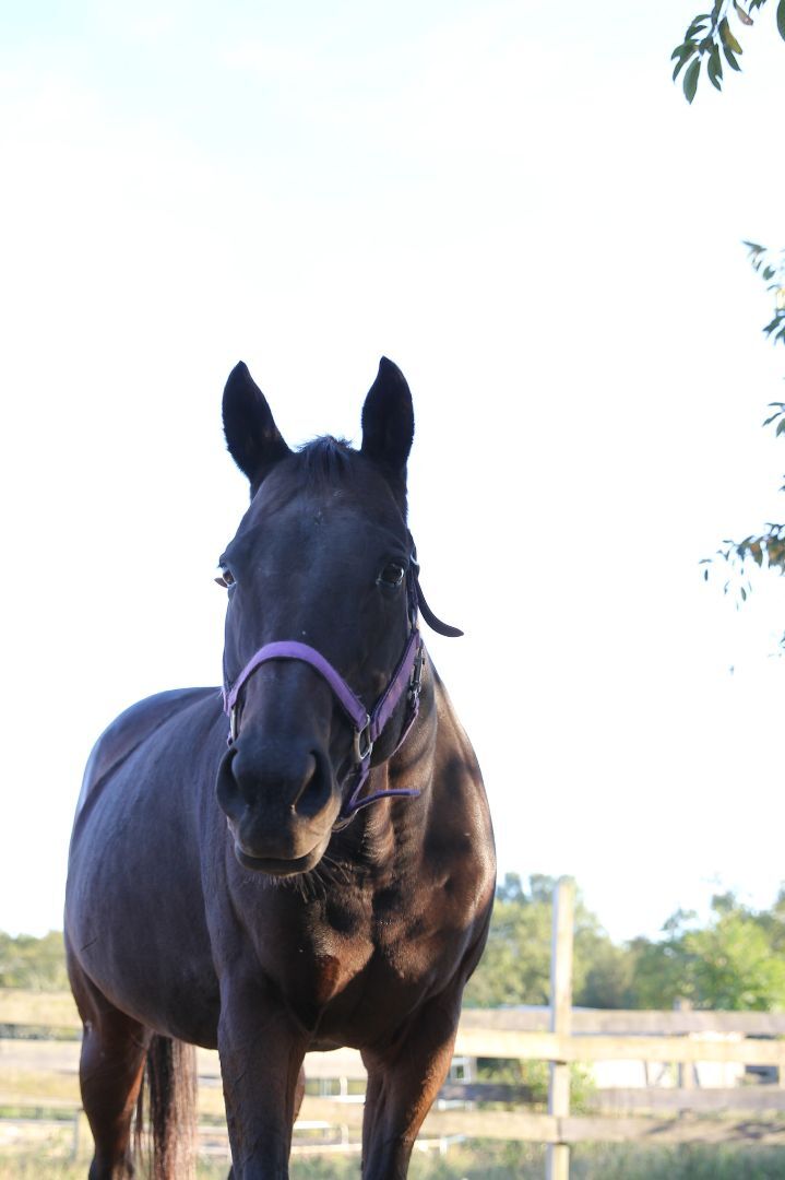 Piper (companion/pasture pet- FREE) photo 6