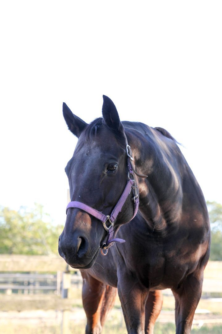 Enlarge Piper (companion/pasture pet- FREE), a Adoptable Thoroughbred in Farmingdale, NJ image 5/10