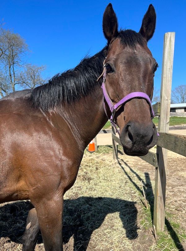 Enlarge Piper (companion/pasture pet- FREE), a Adoptable Thoroughbred in Farmingdale, NJ image 6/10
