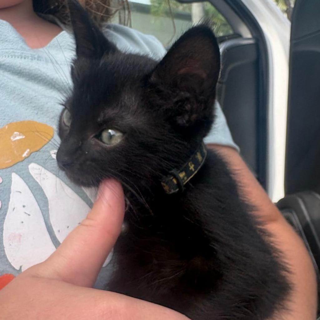 Enlarge Bigtail, a Adoptable Domestic Medium Hair in Westminster, CA image 1/1