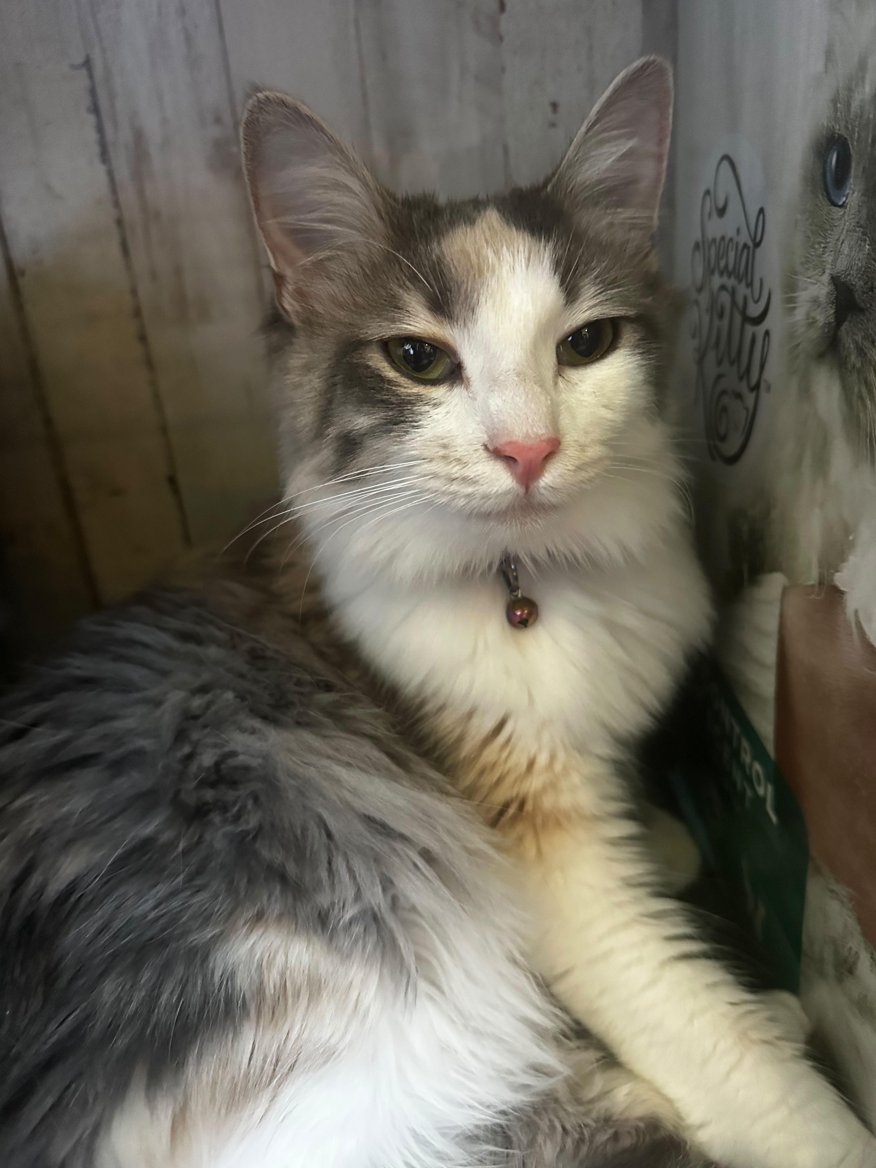 Enlarge Sasha, a Adopted Domestic Medium Hair in Frostproof, FL image 1/1