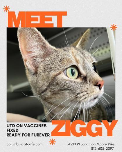 Ziggy, Adoptable, Adult Female Domestic Short Hair & Domestic Short Hair.