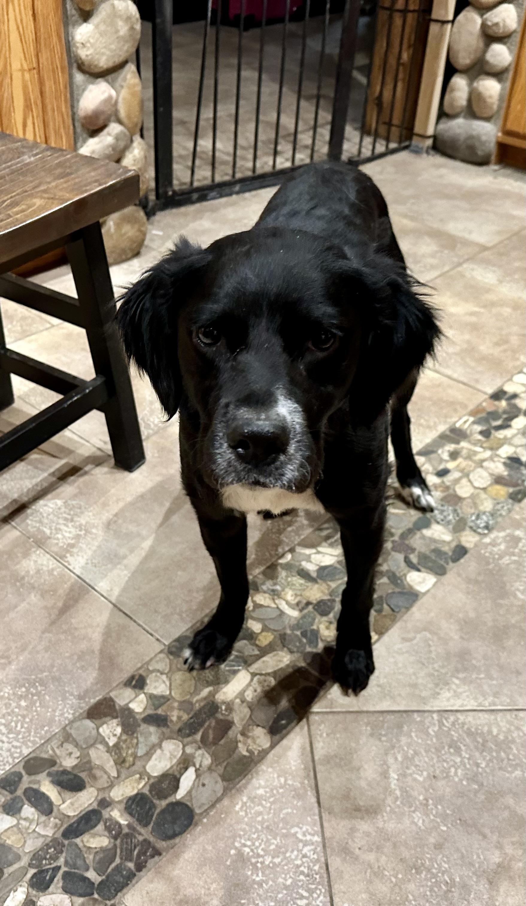 Enlarge FANTASTIC GIRL!!!, a ADOPTABLE mixed breed in Northwood, OH image 4/4