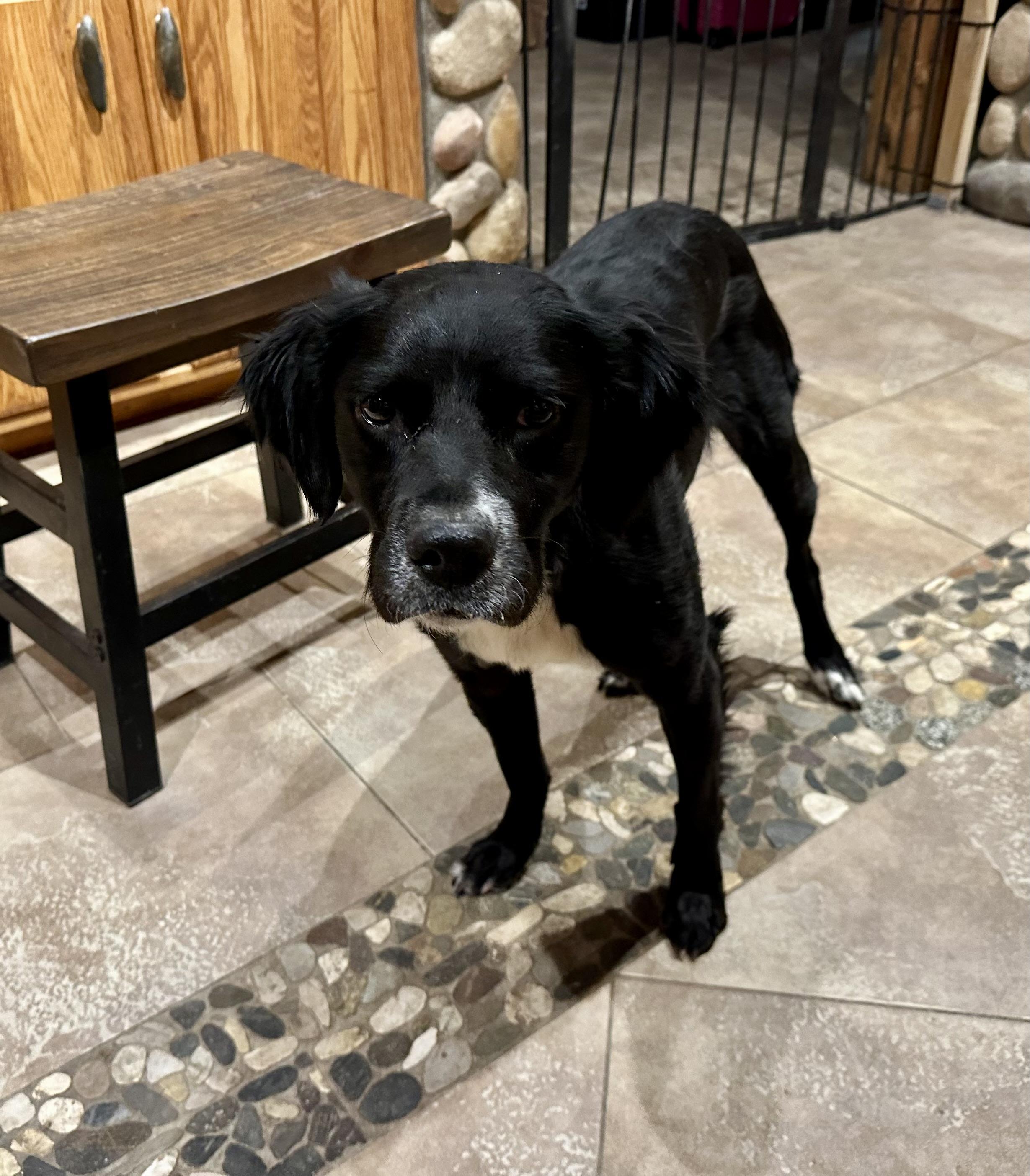 Enlarge FANTASTIC GIRL!!!, a ADOPTABLE mixed breed in Northwood, OH image 2/4